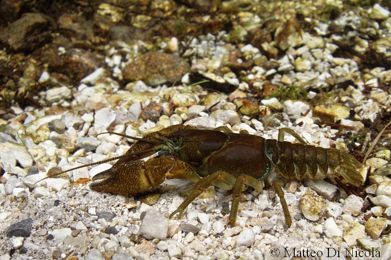 Gambero di torrente (Austropotamobius torrentium) in Italia